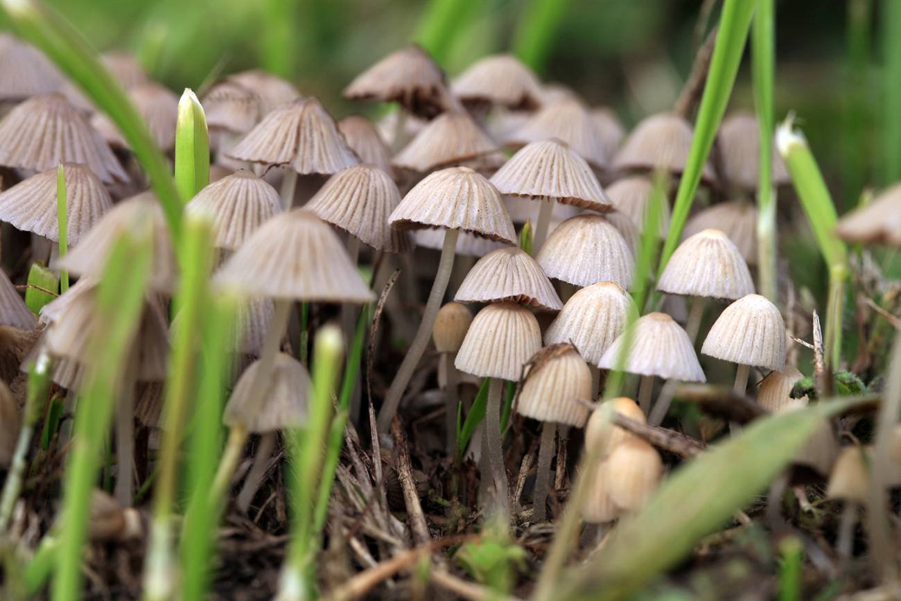 Discover How to Experience Magic Mushrooms in Different Ways